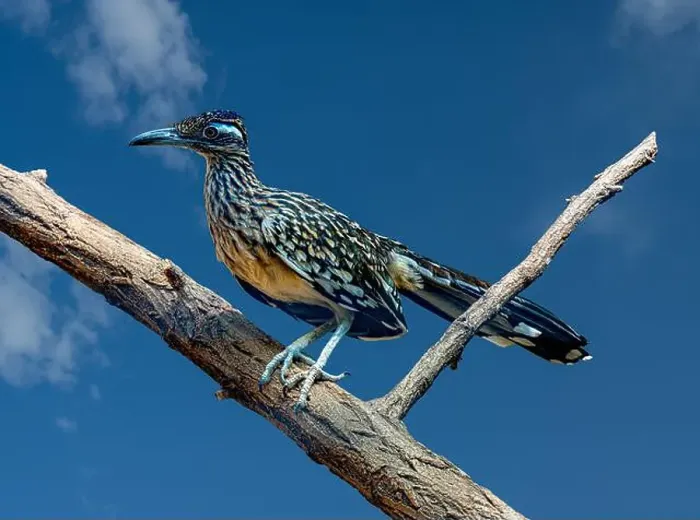 Framed Print : The greater roadrunner (Geococcyx californianus) is a long-legged bird in the cuckoo family Framed Print : The greater roadrunner (Geococcyx californianus) is a long-legged bird in the cuckoo family