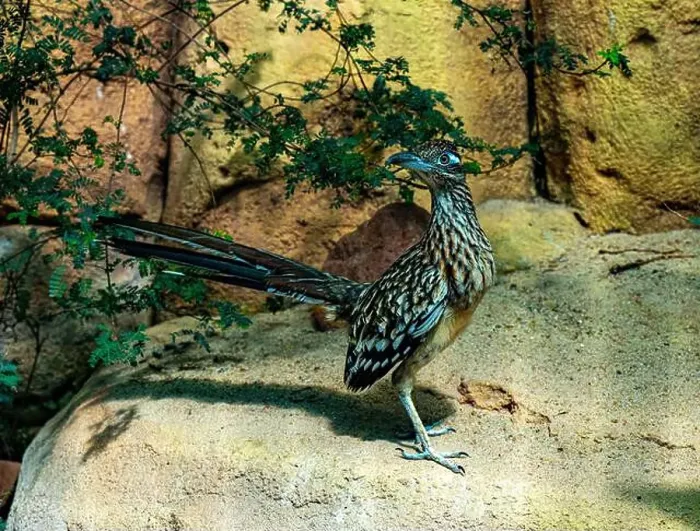 Framed Print : The greater roadrunner (Geococcyx californianus) is a long-legged bird in the cuckoo family Framed Print : The greater roadrunner (Geococcyx californianus) is a long-legged bird in the cuckoo family
