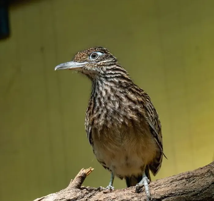 Framed Print : The greater roadrunner (Geococcyx californianus) is a long-legged bird in the cuckoo family Framed Print : The greater roadrunner (Geococcyx californianus) is a long-legged bird in the cuckoo family