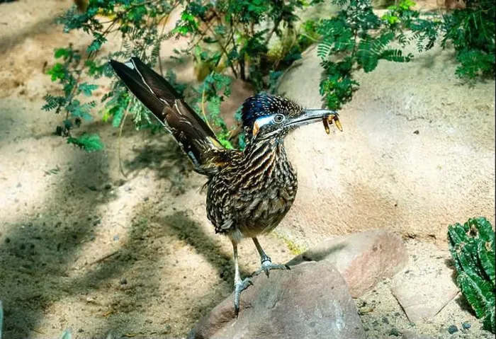 Framed Print : The greater roadrunner (Geococcyx californianus) is a long-legged bird in the cuckoo family Framed Print : The greater roadrunner (Geococcyx californianus) is a long-legged bird in the cuckoo family
