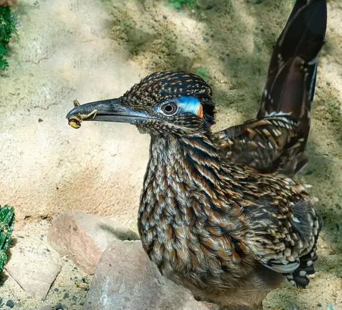 Framed Print : The greater roadrunner (Geococcyx californianus) is a long-legged bird in the cuckoo family Framed Print : The greater roadrunner (Geococcyx californianus) is a long-legged bird in the cuckoo family