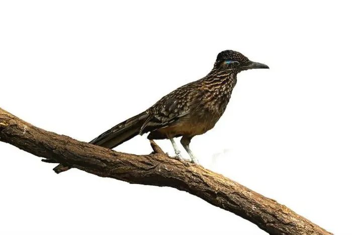 Framed Print : The greater roadrunner (Geococcyx californianus) is a long-legged bird in the cuckoo family Framed Print : The greater roadrunner (Geococcyx californianus) is a long-legged bird in the cuckoo family