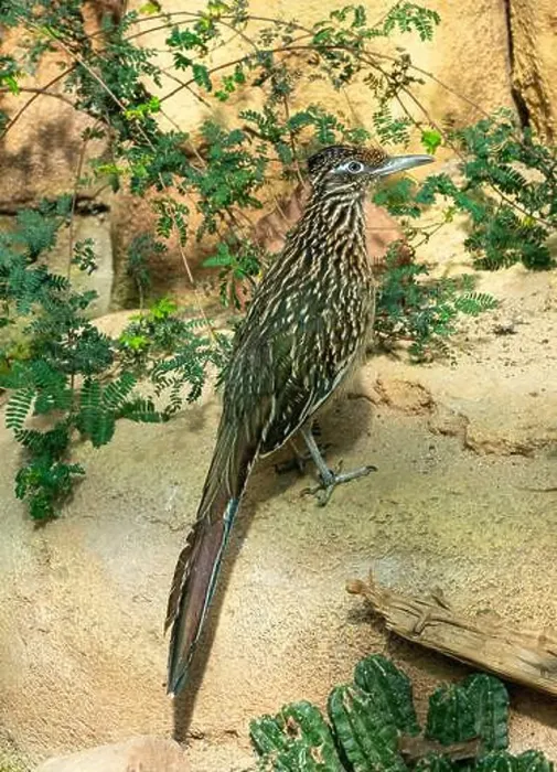 Framed Print : The greater roadrunner (Geococcyx californianus) is a long-legged bird in the cuckoo family