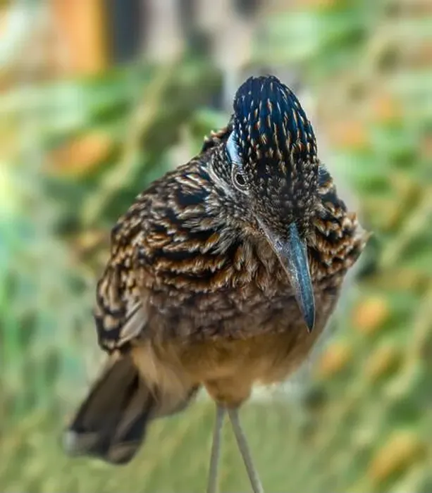 Framed Print : The greater roadrunner (Geococcyx californianus) is a long-legged bird in the cuckoo family Framed Print : The greater roadrunner (Geococcyx californianus) is a long-legged bird in the cuckoo family