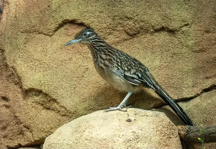 Framed Print : The greater roadrunner (Geococcyx californianus) is a long-legged bird in the cuckoo family Framed Print : The greater roadrunner (Geococcyx californianus) is a long-legged bird in the cuckoo family