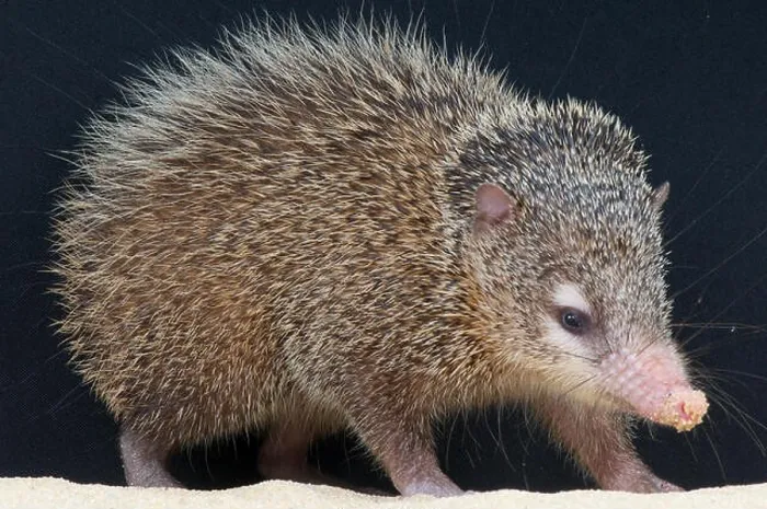 Framed Print : Greater Tenrec / Tenrec ecaudatus Framed Print : Greater Tenrec / Tenrec ecaudatus
