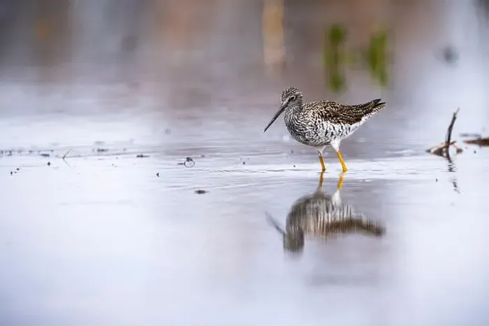 Framed Print : Greater Yellowlegs hunting for food on the shoreline of a St. Lawrence River Framed Print : Greater Yellowlegs hunting for food on the shoreline of a St. Lawrence River