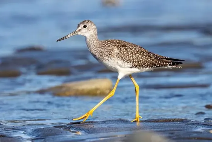Framed Print : Greater Yellowlegs (Tringa melanoleuca) at Bishop's Beach - Homer, Alaska Framed Print : Greater Yellowlegs (Tringa melanoleuca) at Bishop's Beach - Homer, Alaska