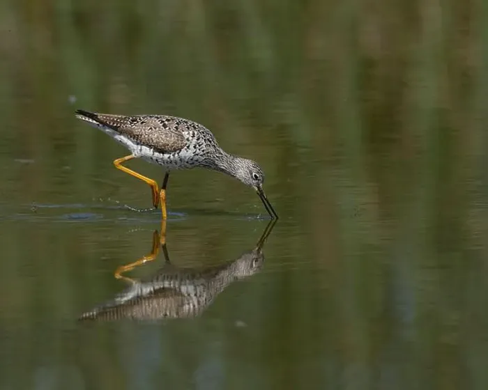 Framed Print : Greater Yellowlegs (Tringa melanoleuca) Yolo County California USA Framed Print : Greater Yellowlegs (Tringa melanoleuca) Yolo County California USA