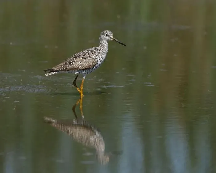 Framed Print : Greater Yellowlegs (Tringa melanoleuca) Yolo County California USA Framed Print : Greater Yellowlegs (Tringa melanoleuca) Yolo County California USA