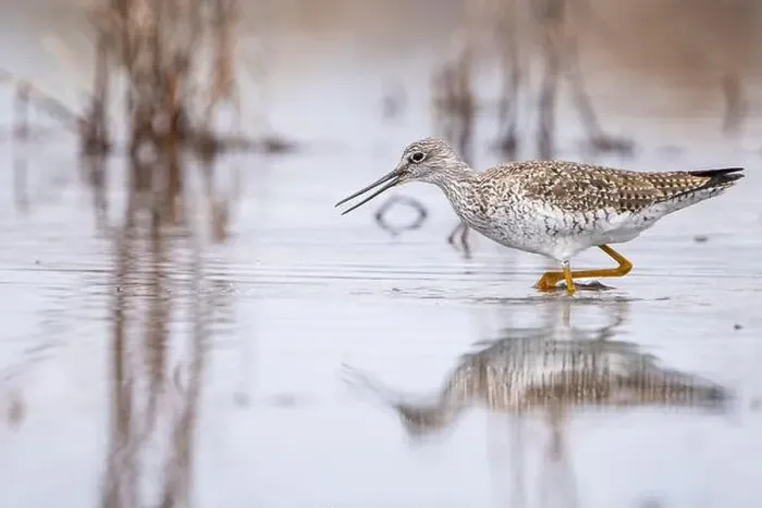 Framed Print : Greater yellowlegs wading in shallow waters along the St.Lawrence River Framed Print : Greater yellowlegs wading in shallow waters along the St.Lawrence River