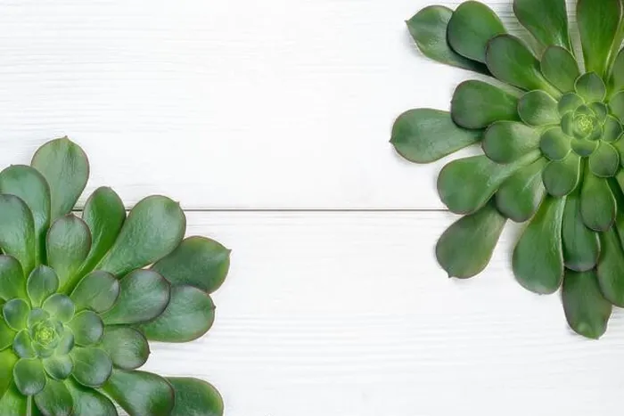 Framed Print : Green aeonium plants on a white wooden background, from above view Framed Print : Green aeonium plants on a white wooden background, from above view