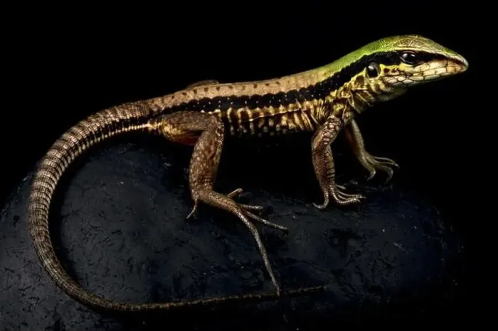 Framed Print : Green Ameiva (Ameiva ameiva)