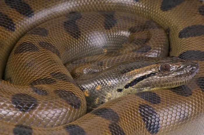 Framed Print : Green anaconda / Eunectes murinus Framed Print : Green anaconda / Eunectes murinus