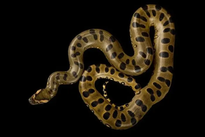 Framed Print : Green Anaconda (Eunectes murinus) Framed Print : Green Anaconda (Eunectes murinus)