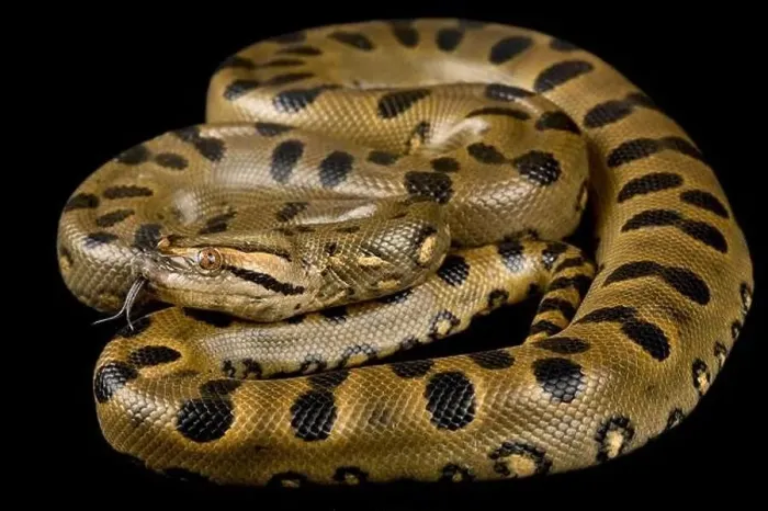 Framed Print : Green Anaconda (Eunectes murinus) Framed Print : Green Anaconda (Eunectes murinus)