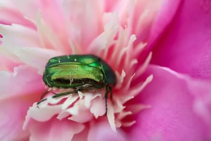 Framed Print : Green beetle Cetonia Aurata on pink peony in the garden Framed Print : Green beetle Cetonia Aurata on pink peony in the garden