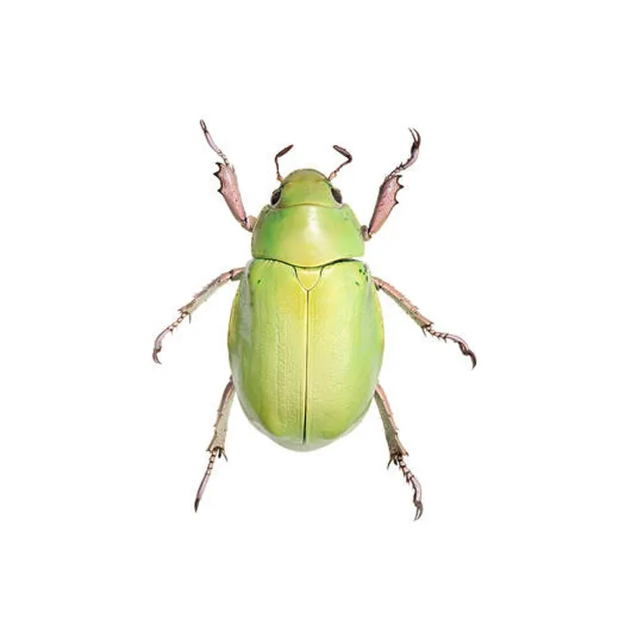 Framed Print : Green beetle over white background Framed Print : Green beetle over white background