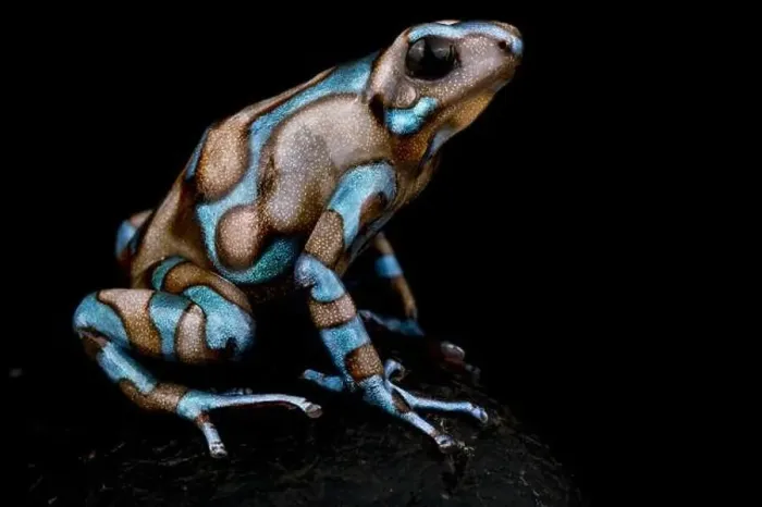 Framed Print : The Green and Black poison dart frog (Dendrobates auratus) Framed Print : The Green and Black poison dart frog (Dendrobates auratus)