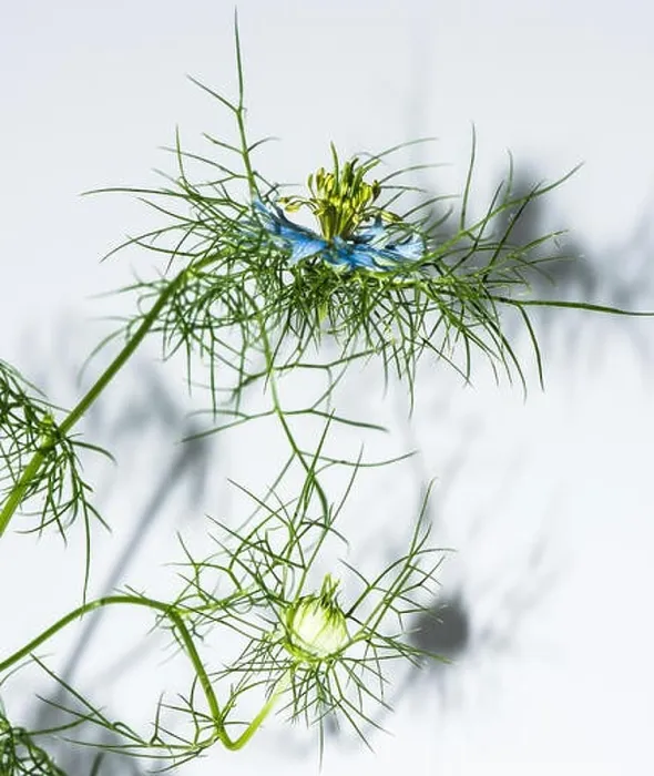 Framed Print : green blue filigree love-in-a-mist, blossom, bud, shadows on white background Framed Print : green blue filigree love-in-a-mist, blossom, bud, shadows on white background