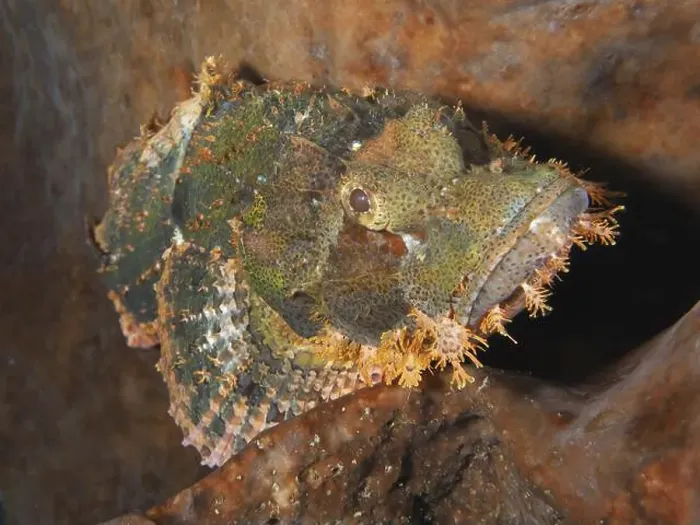 Framed Print : A green-brown fish, fringed scorpionfish (Scorpaenopsis oxycephalus) Framed Print : A green-brown fish, fringed scorpionfish (Scorpaenopsis oxycephalus)