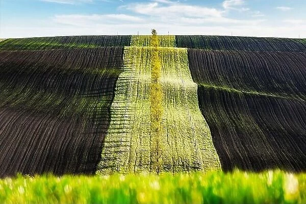 Green and brown waves of the agricultural fields