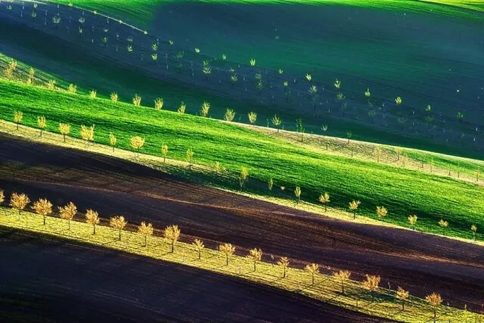 Framed Print : Green, brown and yellow waves of the agricultural fields of South Moravia, Czech Republic. Rural spring landscape with colored striped hills with Framed Print : Green, brown and yellow waves of the agricultural fields of South Moravia, Czech Republic. Rural spring landscape with colored striped hills with