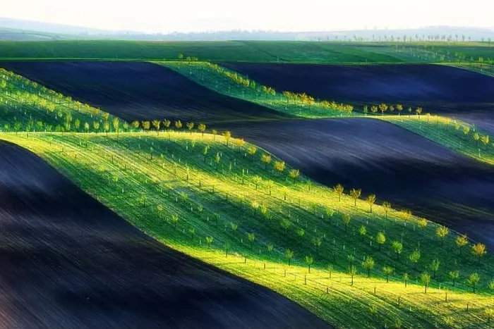 Framed Print : Green, brown and yellow waves of the agricultural fields of South Moravia, Czech Republic. Rural spring landscape with colored striped hills with Framed Print : Green, brown and yellow waves of the agricultural fields of South Moravia, Czech Republic. Rural spring landscape with colored striped hills with