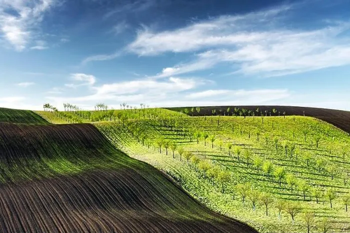 Framed Print : Green, brown and yellow waves of the agricultural fields of South Moravia, Czech Republic. Rural spring landscape with colored striped hills with tree Framed Print : Green, brown and yellow waves of the agricultural fields of South Moravia, Czech Republic. Rural spring landscape with colored striped hills with tree