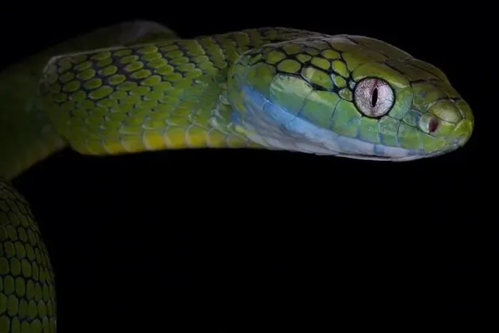 Framed Print : Green cat snake (Boiga cyanea) Framed Print : Green cat snake (Boiga cyanea)