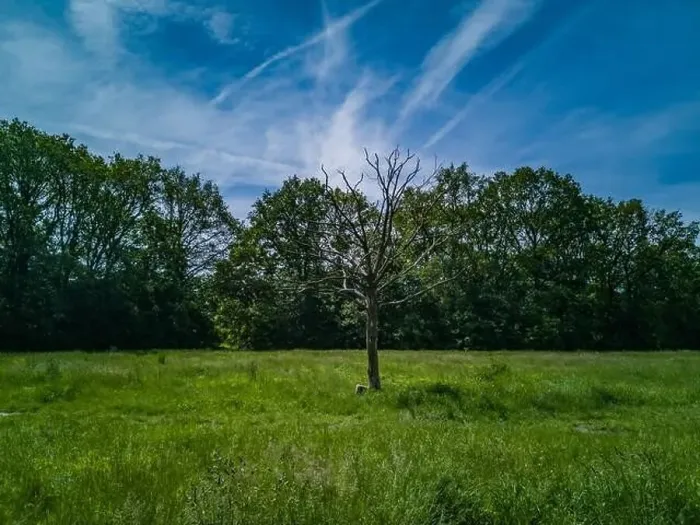 Framed Print : Green clearing with dry tree near path high trees and blue cloudy sky Framed Print : Green clearing with dry tree near path high trees and blue cloudy sky