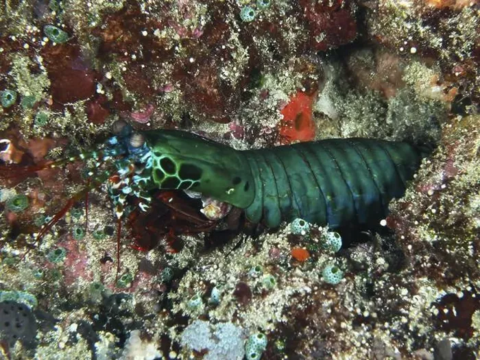 Framed Print : A green clown mantis shrimp (Odontodactylus scyllarus) hiding in colourful corals Framed Print : A green clown mantis shrimp (Odontodactylus scyllarus) hiding in colourful corals