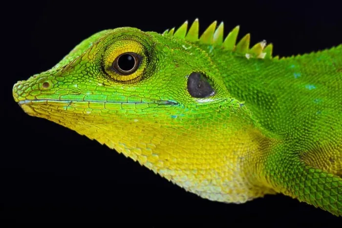 Framed Print : Green crested lizard (Bronchocela cristatella) Framed Print : Green crested lizard (Bronchocela cristatella)