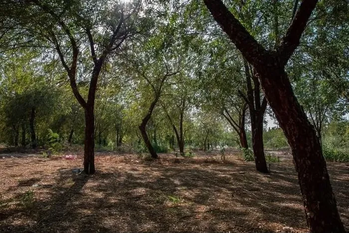 Framed Print : Green environment of large trees Framed Print : Green environment of large trees