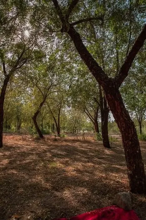Framed Print : Green environment of large trees Framed Print : Green environment of large trees
