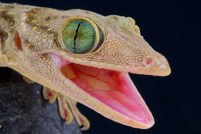 Framed Print : Green eyed gecko / Gekko smithii Framed Print : Green eyed gecko / Gekko smithii