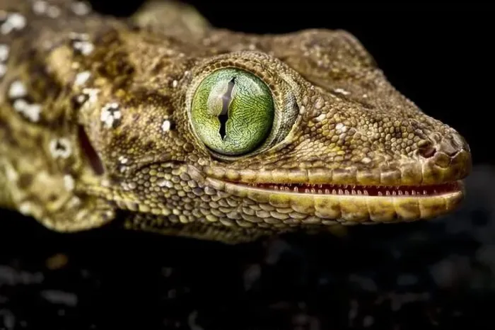 Framed Print : Green-eyed gecko (Gekko smithii) Framed Print : Green-eyed gecko (Gekko smithii)