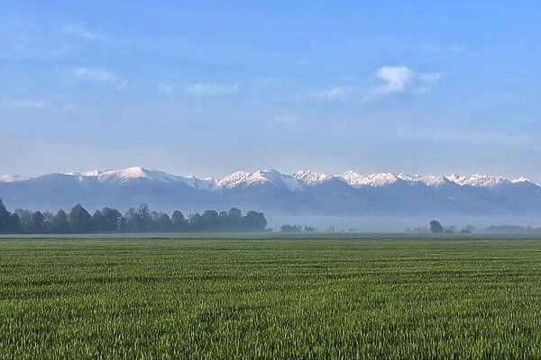 Green field against foggy forest and snowy mountains in the background