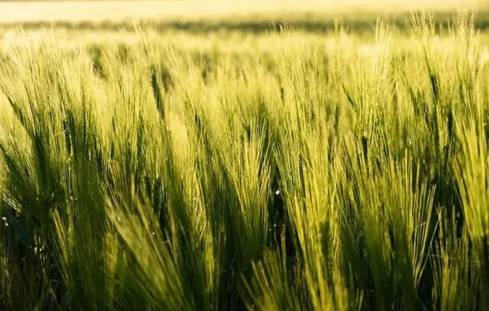 Framed Print : Green field in rural area. Landscape of agricultural cereal fields Framed Print : Green field in rural area. Landscape of agricultural cereal fields