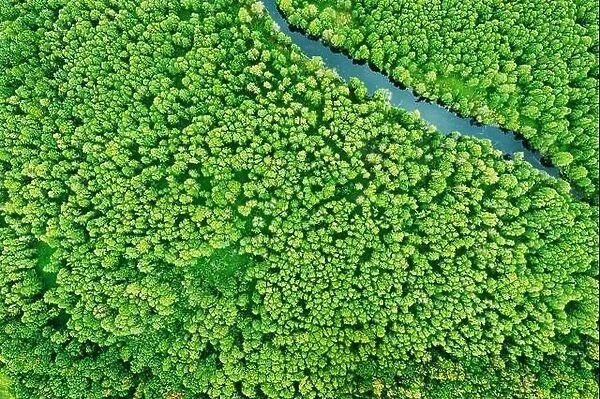 green forest greenery vegetaion and river, flat view aerial. Green forest And River Landscape In Top View Beautiful Nature Summer Season