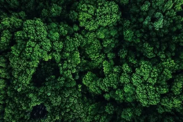 Framed Print : Green forest top view. Aerial photography from a drone Framed Print : Green forest top view. Aerial photography from a drone