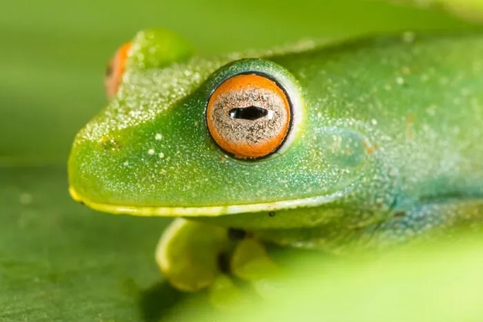 Framed Print : green frog with red eyes macro closeup detail