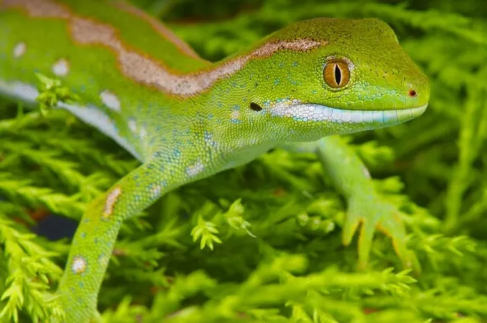 Framed Print : Green gecko / Naultinus grayii Framed Print : Green gecko / Naultinus grayii