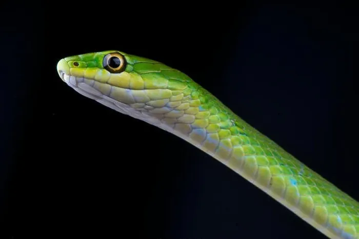 Framed Print : Green grass snake / Opheodrys aestivus Framed Print : Green grass snake / Opheodrys aestivus