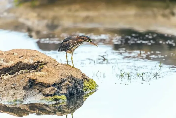 Framed Print : Green Heron (Butorides virescens) sitting on a rock on the Potomac River Framed Print : Green Heron (Butorides virescens) sitting on a rock on the Potomac River