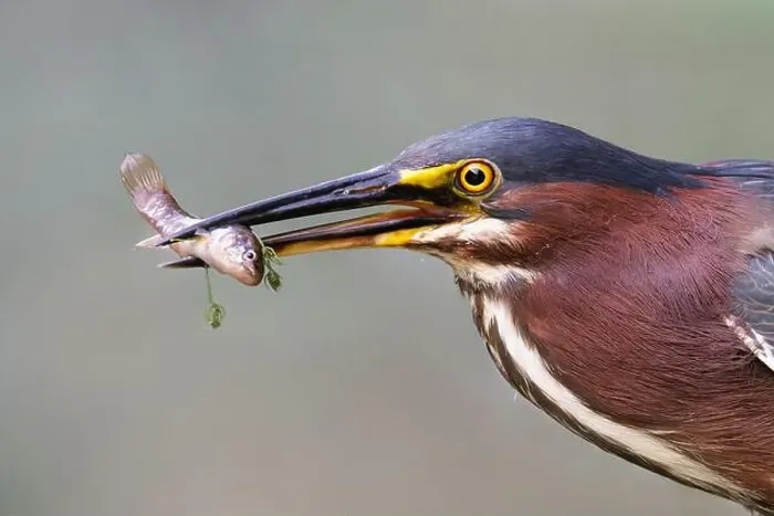 Framed Print : Green Heron (Butoroides virescens) with a small fish in its beak - Pinery Provincial Park, ON Framed Print : Green Heron (Butoroides virescens) with a small fish in its beak - Pinery Provincial Park, ON