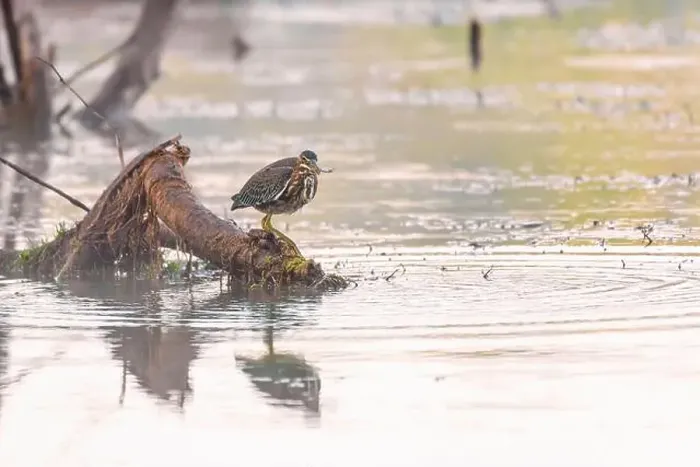 Framed Print : Green Heron sitting on a tree branch with prey on the Potomac River. Maryland. USA Framed Print : Green Heron sitting on a tree branch with prey on the Potomac River. Maryland. USA