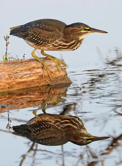 Framed Print : Green Heron sitting on a tree trunk on the swamp in the forest with nice reflection on the water, Canada