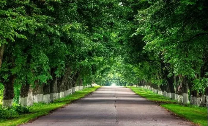 Framed Print : Green Horizons: A Scenic Drive through Summer's Embrace Framed Print : Green Horizons: A Scenic Drive through Summer's Embrace