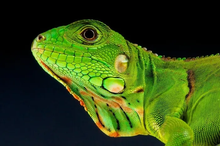 Framed Print : Green iguana / Iguana iguana Framed Print : Green iguana / Iguana iguana